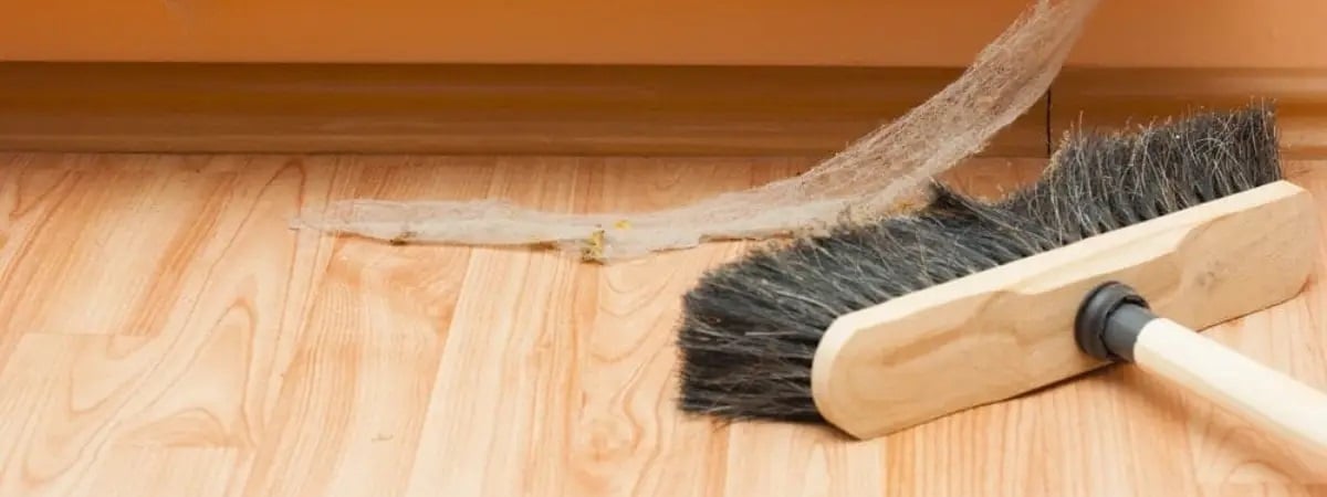 Как навсегда избавиться от паутины в доме? Эти 7 простых способов на выбор помогут прогнать пауков — Полезно