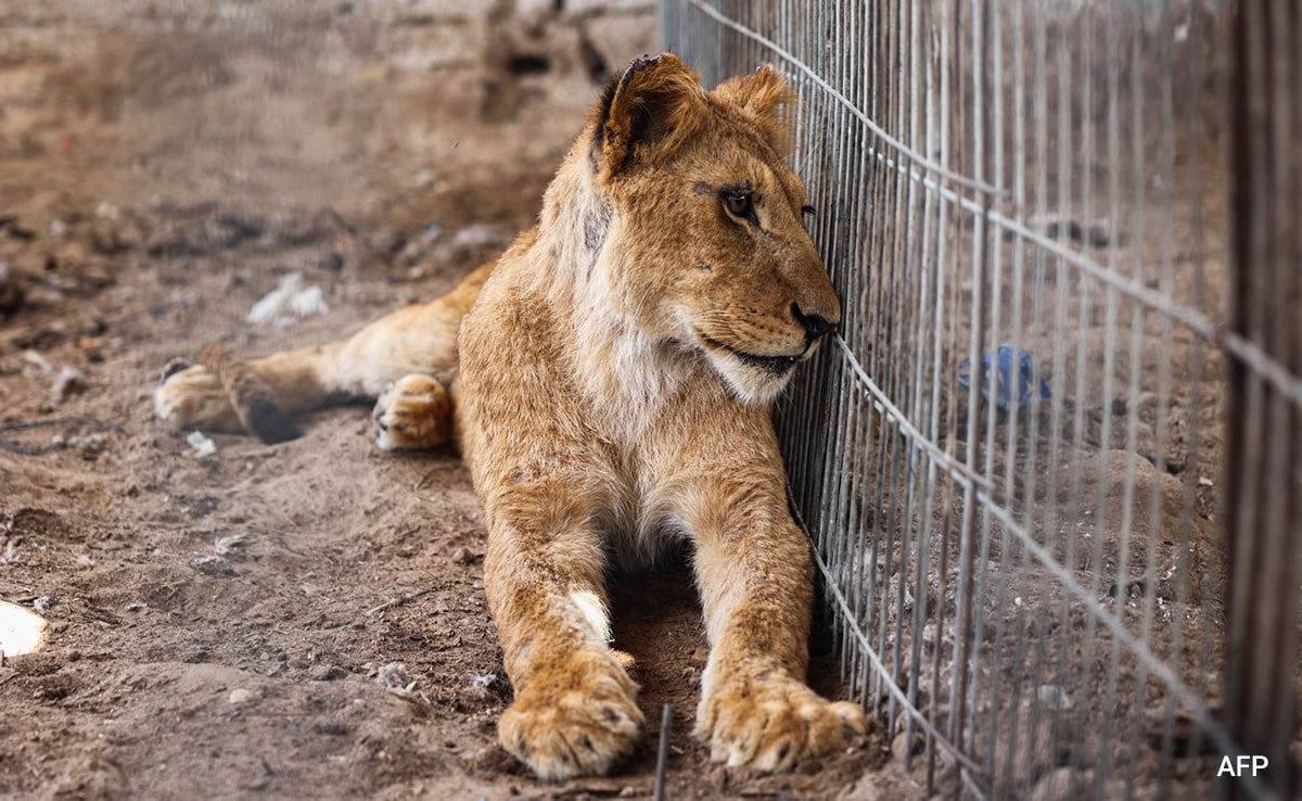 A lioness rests in a cage after the animals of the Rafah Zoo.