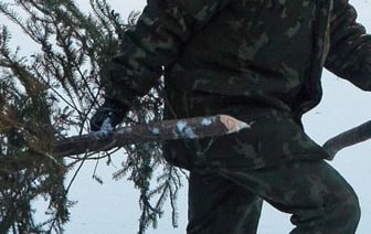Назван размер штрафа в Беларуси для елочных браконьеров