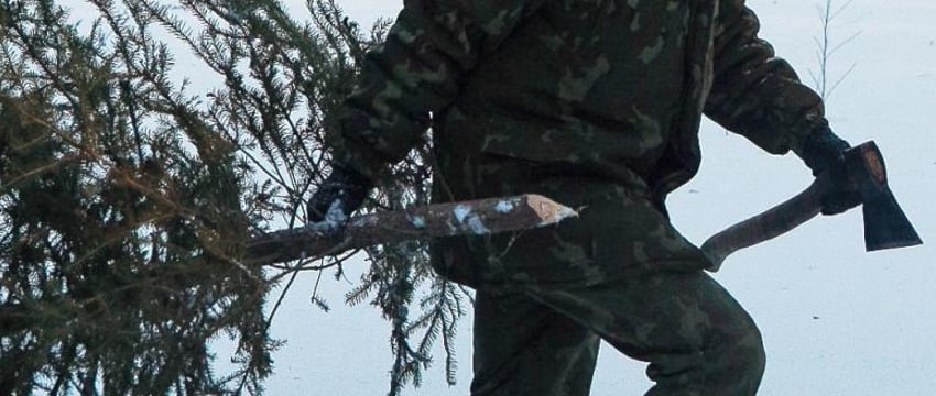 Назван размер штрафа в Беларуси для елочных браконьеров