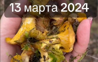 «Реальность, офигеть!» — Белорусы поделились урожаем мартовских лисичек. Где нашли? — Видео