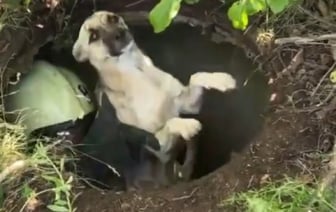 Ивацевичские спасатели помогли собаке, которая упала в колодец. Видео