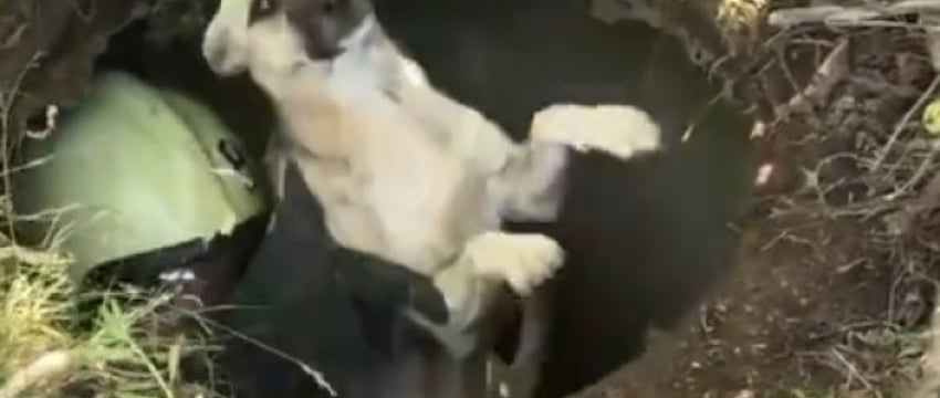Ивацевичские спасатели помогли собаке, которая упала в колодец. Видео
