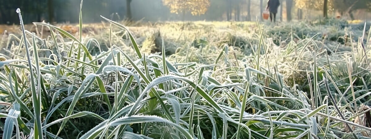 Синоптики предупредили белорусов о первых ночных заморозках. Где и когда ждать до -2°С? — Фото