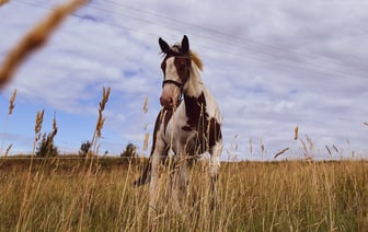 Литва может аннулировать визы нелегальных перевозчиков в Беларусь