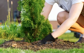 Эта домашнее удобрение сделает туи зеленее и гуще. Как приготовить недорогую подкормку? — Полезно