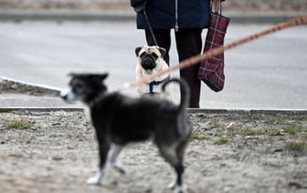 Городской приёмник для кошек и собак построят в Гомеле на улице Барыкина