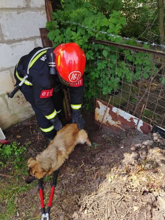 Пружанские спасатели помогли собаке, которая застряла в заборе