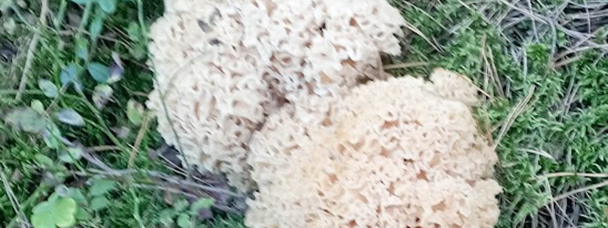 Заячья капуста больше похожа на макароны — в Гродненской области растет необычный редкий гриб