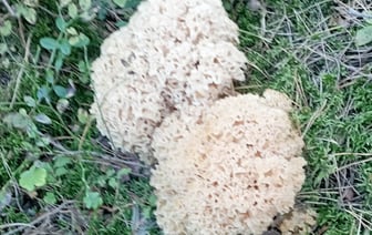 Заячья капуста больше похожа на макароны — в Гродненской области растет необычный редкий гриб