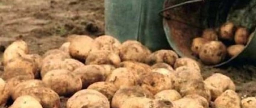 Белоруска посчитала и поняла, что покупать картошку дешевле, чем её выращивать. В комментариях люди спорят об этом