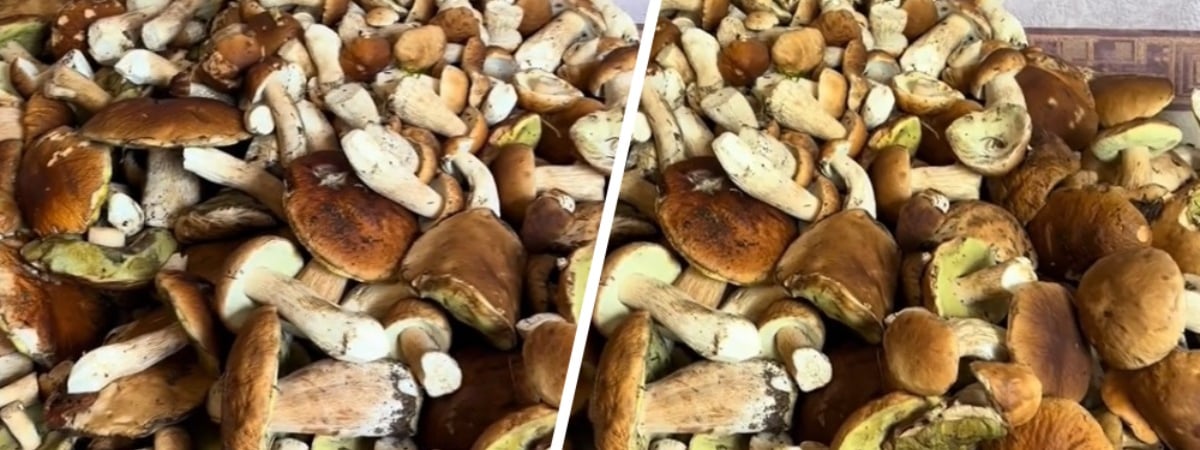 «Сейчас сознание потеряю» — Белоруска показала заваленный белыми грибами стол. Где собрала? — Видео