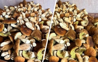 «Сейчас сознание потеряю» — Белоруска показала заваленный белыми грибами стол. Где собрала? — Видео