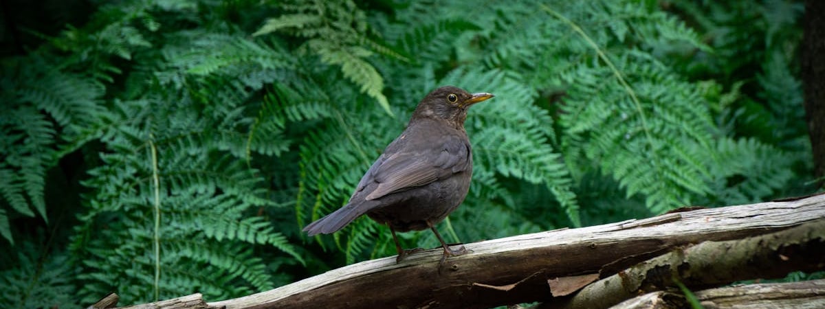 Нидерланды выделят более €270 млн на закупку артснарядов для Украины