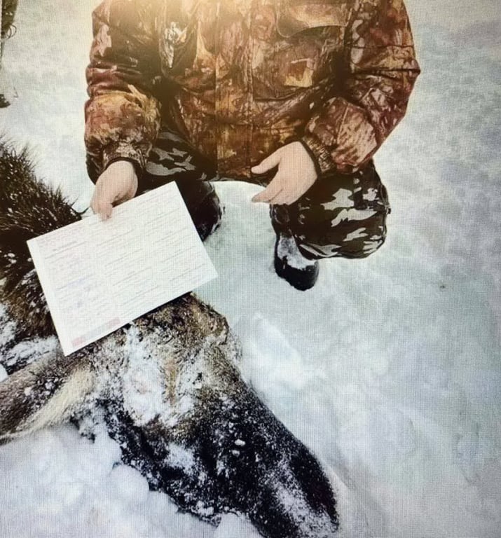 В МВД рассказали подробности истории охоты с вертолёта на медведя