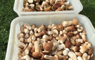 Сбор грибов и ягод в Беларуси: что нужно знать о налогах на доходы от них