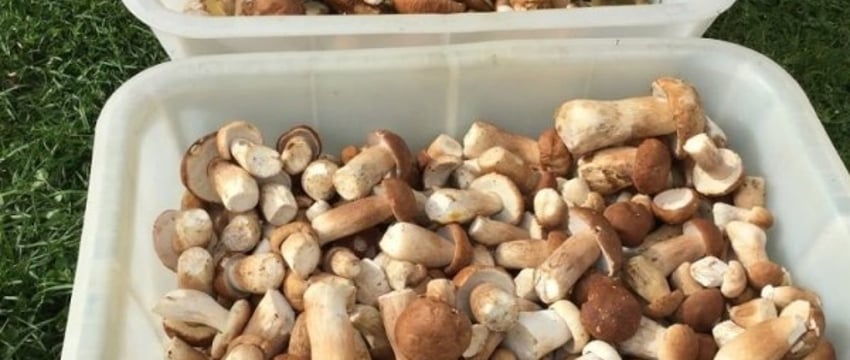 Сбор грибов и ягод в Беларуси: что нужно знать о налогах на доходы от них