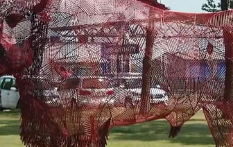 Новый зубр в Беларуси: символ Беловежской пущи