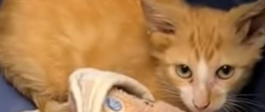 Кот с четырьмя ушами покорил интернет: смотрите удивительное видео!