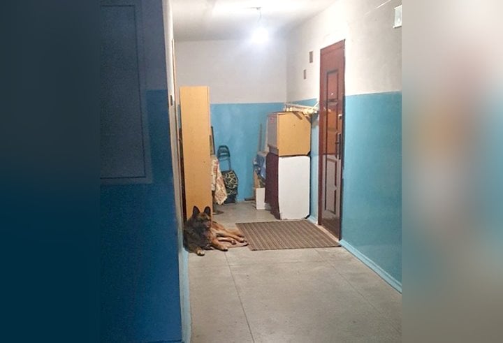 Собака забрела в подъезд и держала в страхе жильцов. Как разрешилась ситуация?