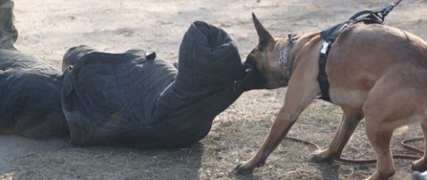 В Бресте показали, на что способны служебные собаки в милиции