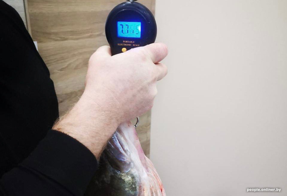 В Беларуси рыбак поймал огромного судака