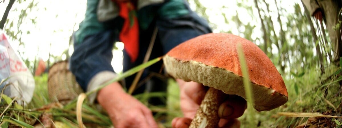 А с картошкой можно? Медики рассказали, с чем нельзя есть грибы — Полезно