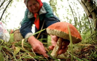 А с картошкой можно? Медики рассказали, с чем нельзя есть грибы — Полезно