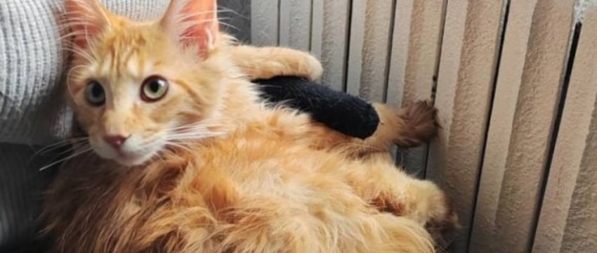 В Бресте спасатели пришли на помощь коту, лапа которого застряла в батарее