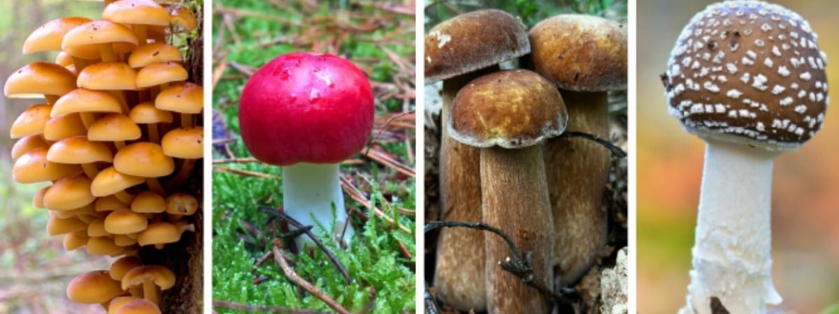 Этот тест на знание грибов проваливают даже опытные грибники. Сможете ли вы отличить съедобные? — Тест