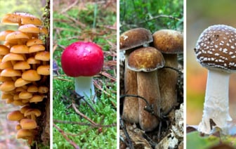 Этот тест на знание грибов проваливают даже опытные грибники. Сможете ли вы отличить съедобные? — Тест