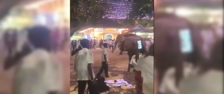 На фестивале в Ланке слоны вышли из-под контроля, паломники разбежались; 13 человек получили ранения