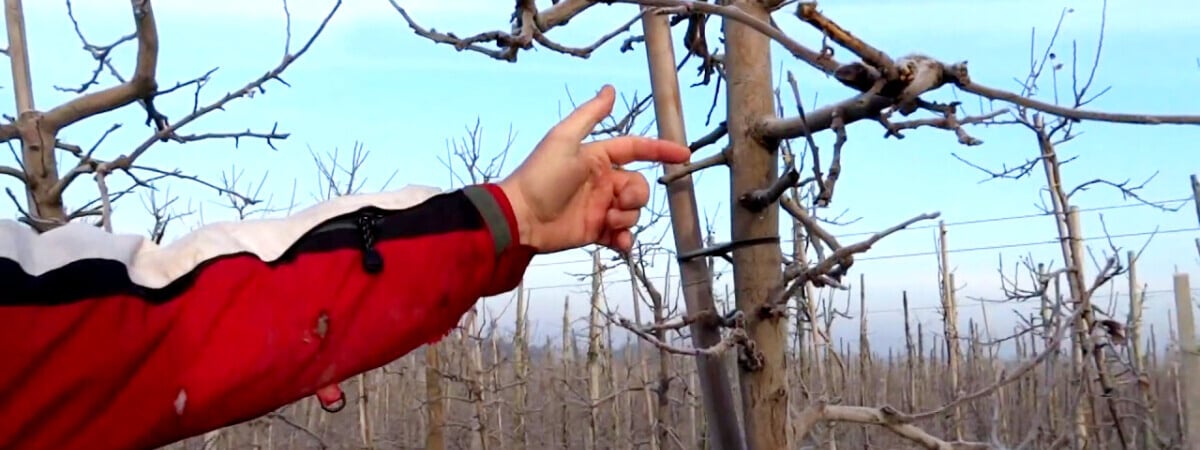 Это нужно сделать с деревьями в феврале всем белорусам. Яблони, груши и вишни порадуют ведрами урожая — Полезно
