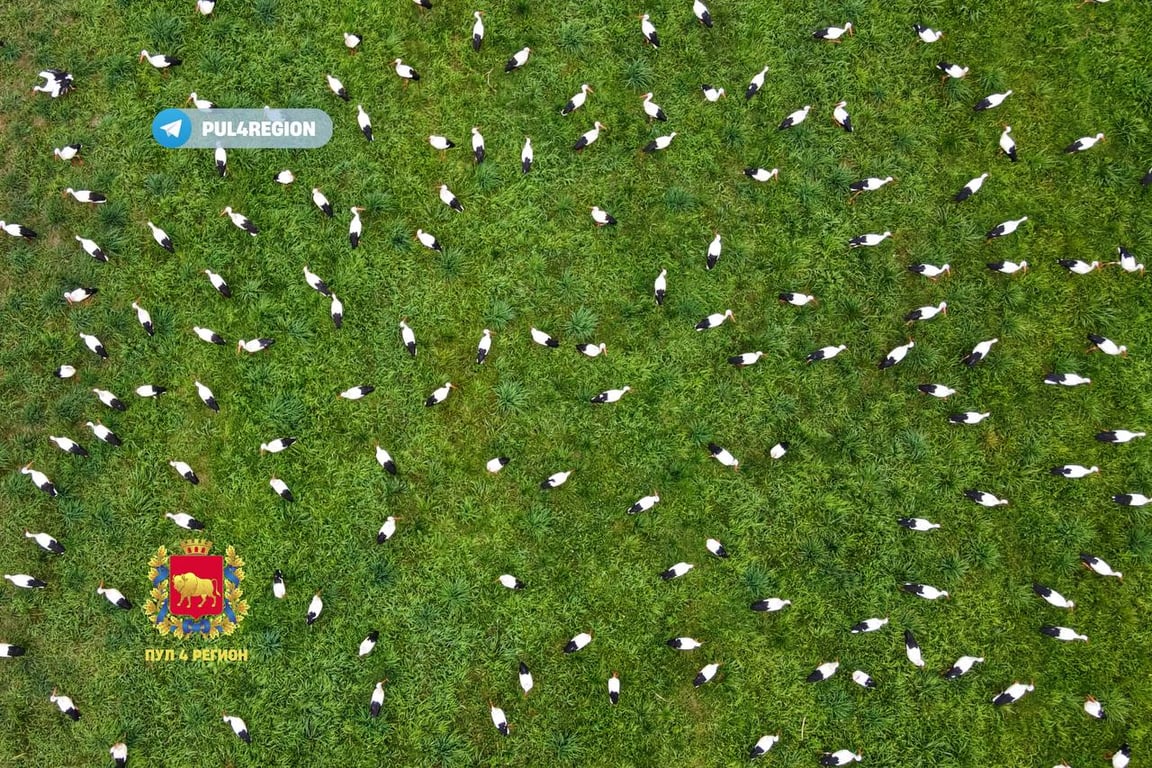 Такого вы еще не видели! Полтысячи аистов слетелись на одном поле под Гродно