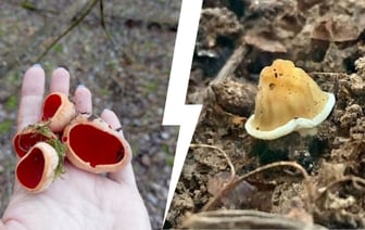 «Так рано еще не находили!» — В Беларуси заметили появление первых весенних грибов. Сколько осталось до открытия сезона? — Видео