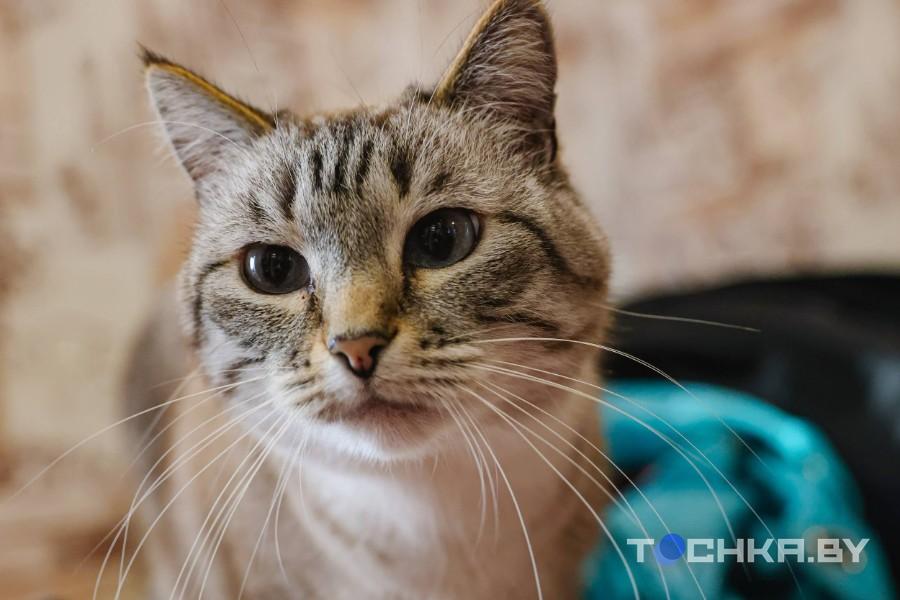 Девушка с инвалидностью спасает парализованных животных и делает им коляски