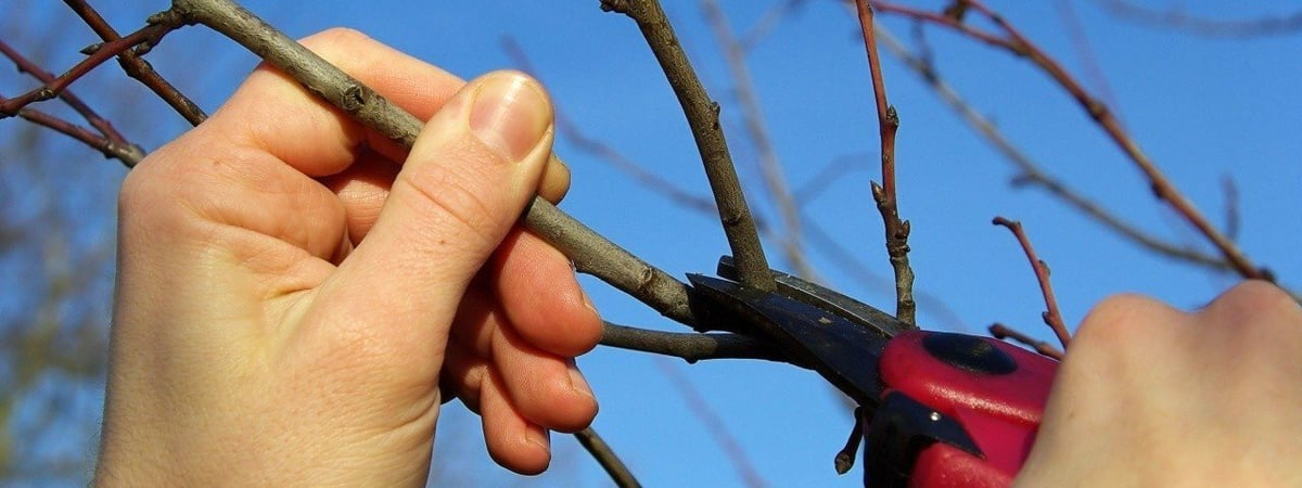 Какие деревья и кустарники нельзя обрезать весной? Этим вы их можете только повредить — Полезно