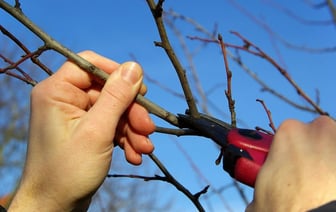 Какие деревья и кустарники нельзя обрезать весной? Этим вы их можете только повредить — Полезно