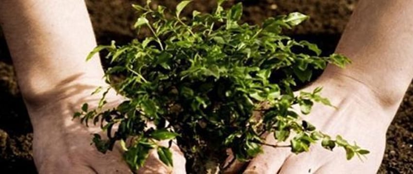 День древонасаждения в США