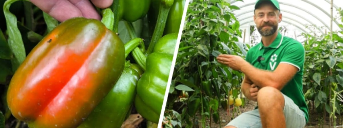 Как ускорить созревание перцев в августе? Эксперт рассказал, как в этом помогут ножницы — Полезно