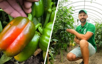 Как ускорить созревание перцев в августе? Эксперт рассказал, как в этом помогут ножницы — Полезно