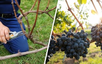 Как правильно обрезать виноград в ноябре? Избегайте этих 7 ошибок — и ждите богатого урожая в следующем году — Полезно