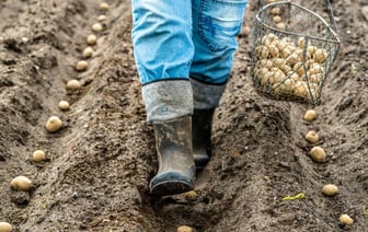 Обработайте картошку перед посадкой одним из этих домашних растворов. Кусты порадуют обилием здоровых клубней — Полезно