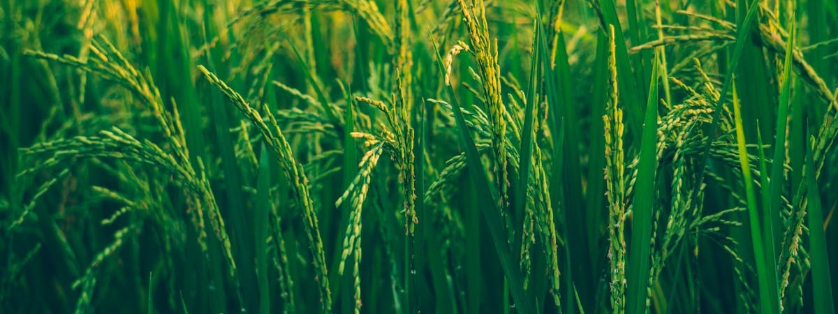 Доходность 30-летних госбондов Китая впервые опустилась ниже 2%