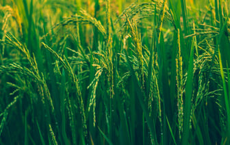 Доходность 30-летних госбондов Китая впервые опустилась ниже 2%