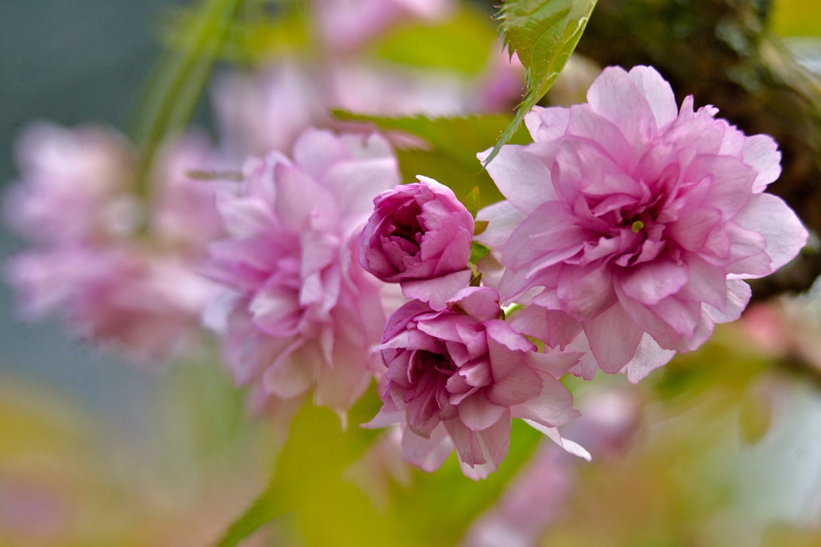 Сакура зацветает в Витебске на Вербницу. Фото Сергея Серебро