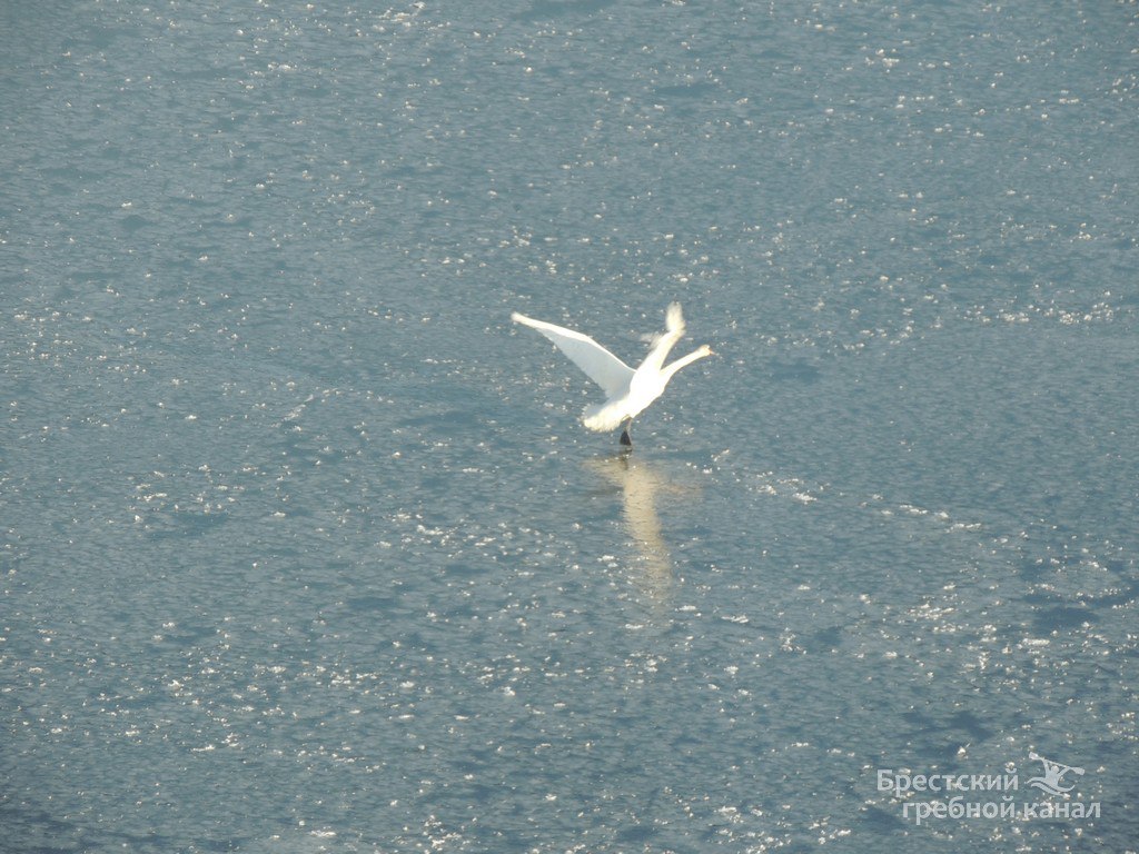 В Бресте спасли лебедя, вмёрзшего в лёд