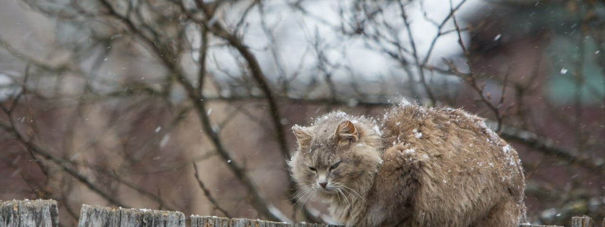 В Беларусь пришёл «арктический холодок» с мокрым снегом. Когда ждать потепления до +12°C?