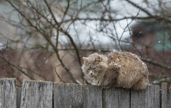 В Беларусь пришёл «арктический холодок» с мокрым снегом. Когда ждать потепления до +12°C?