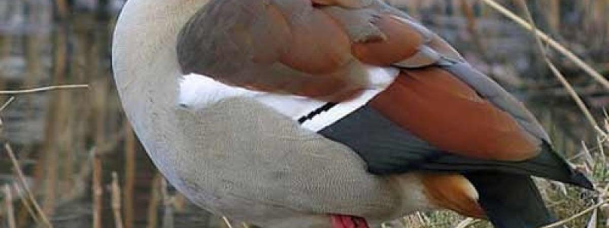 Под Гродно обнаружили редкую птицу — она опасна для природы Беларуси